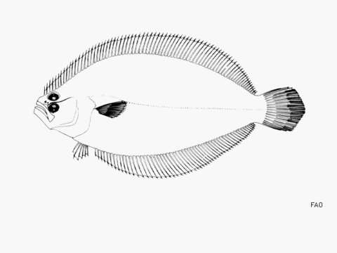 Imagem de Citharichthys spilopterus Günther 1862