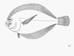 Слика од Citharichthys xanthostigma Gilbert 1890