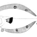 Image of Cyclopsetta fimbriata (Goode & Bean 1885)