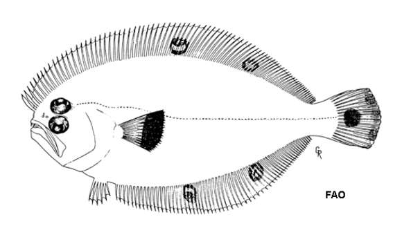 Image of Cyclopsetta