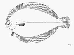 Image of Etropus