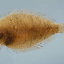 Image of Shelf flounder