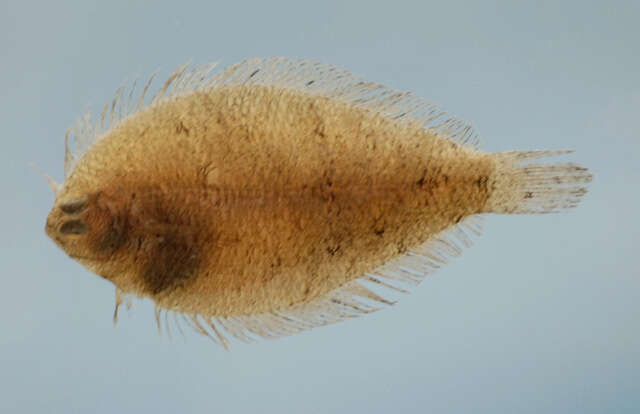 Image of Shelf flounder