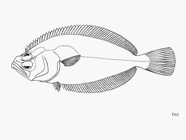 Plancia ëd Hippoglossina stomata Eigenmann & Eigenmann 1890