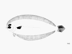 Image of Deepwater flounder