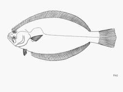 Plancia ëd Paralichthys californicus (Ayres 1859)