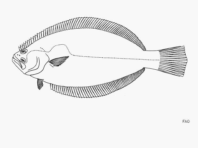 Plancia ëd Paralichthys californicus (Ayres 1859)