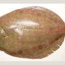 Image of Broad flounder