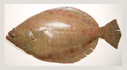 Image of Broad flounder