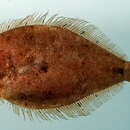 Image of Shoal Flounder