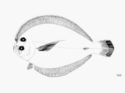 Image of Shoal Flounder