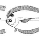 Image of Dusky Flounder