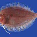 Image of sash flounder