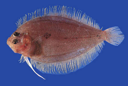 Image of Sash flounder