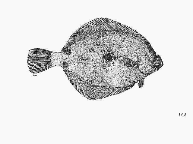 Image of Spotted turbot