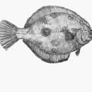 Image of Hornyhead turbot