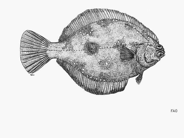 Image of Hornyhead turbot