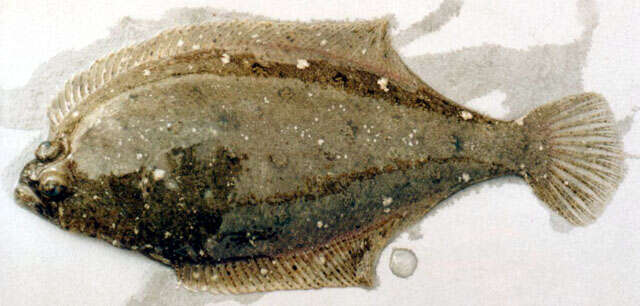 Image of Psettichthys