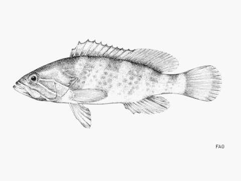 Image of White Grouper