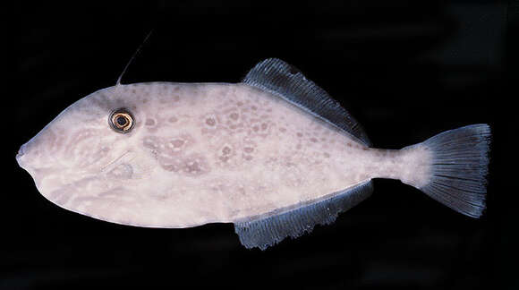 Image of Batfish