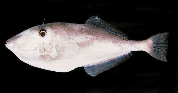 Image of Batfish