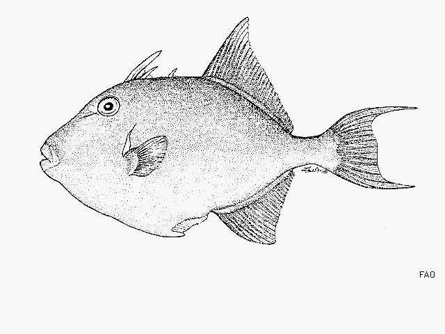 Image of Finescale Triggerfish