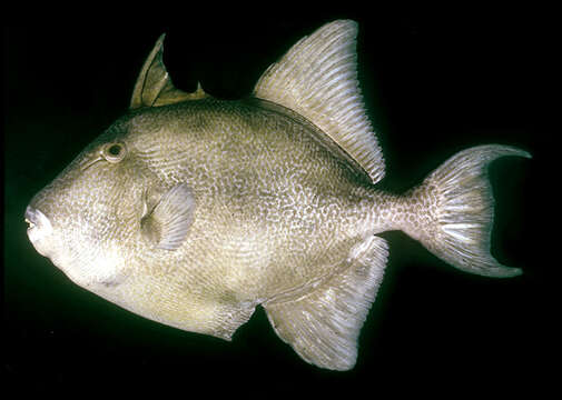 Image of Finescale Triggerfish