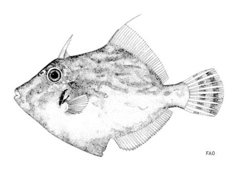 Image of Planehead Filefish