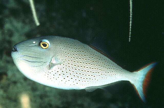 Image of Sargassum Triggerfish