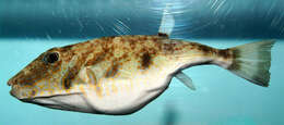 Image of Marbled Puffer