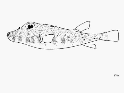 Image of Longnose Puffer