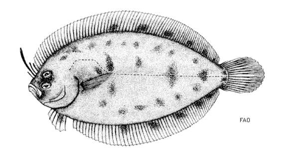 Image of Grohmann's Scaldfish