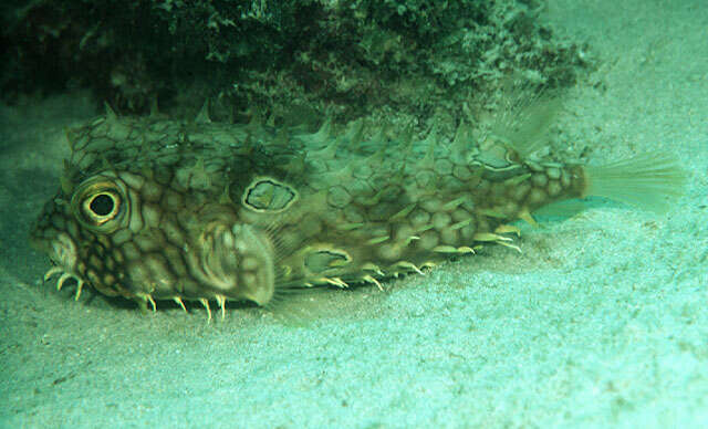 Image of Web Burrfish