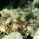 Image of Web Burrfish