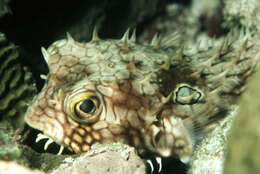 Image of Web Burrfish