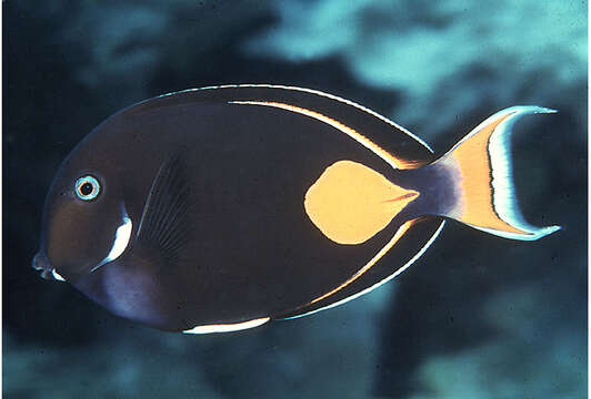 Image of Achilles Tang