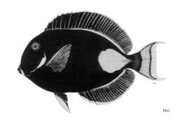 Image of Achilles Tang