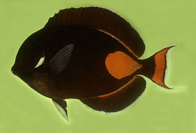 Image of Achilles Tang