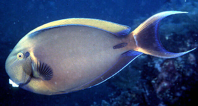 Image of Blackspot surgeonfish