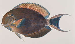 Image of Blackspot surgeonfish