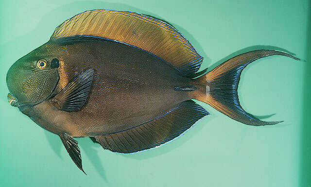 Image of Blackspot surgeonfish