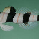 Image of Dracula shrimp-goby