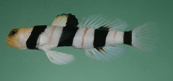 Image of Dracula shrimp-goby