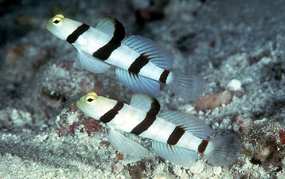 Image of Dracula shrimp-goby