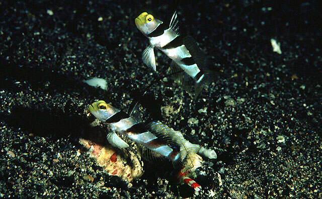 Image of Black-ray goby