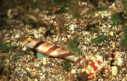 Image of Black-ray goby