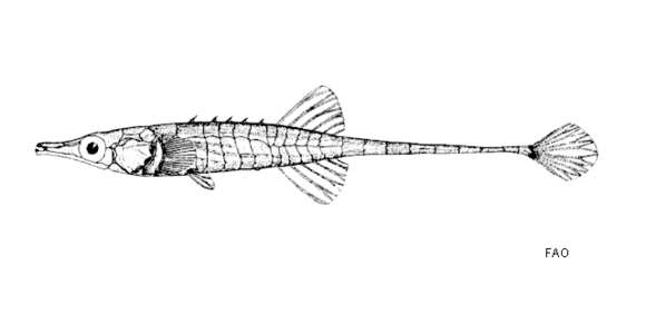 Image of Indostomus