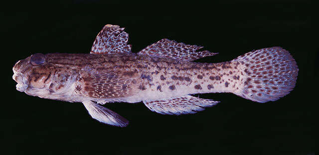 Image of Ornate goby