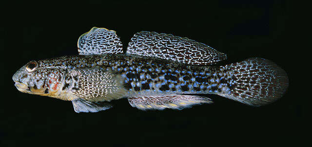 Image of Ornate goby