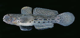 Image of Ornate goby